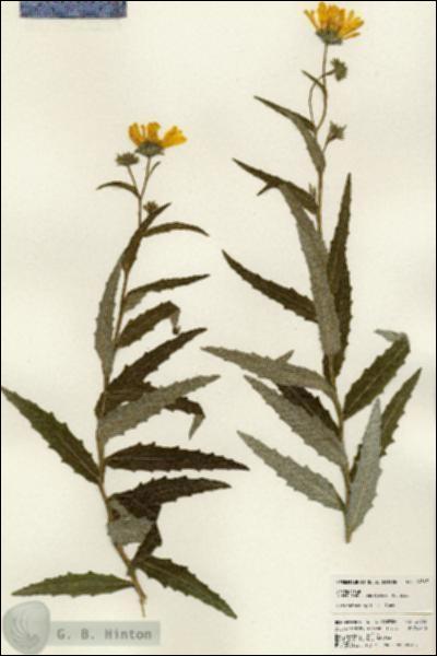 URN_catalog_HBHinton_herbarium_24367.jpg.jpg