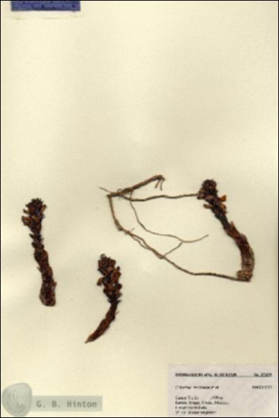 URN_catalog_HBHinton_herbarium_27325.jpg.jpg