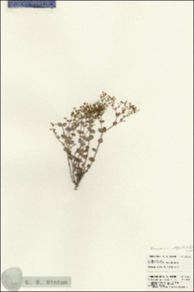 URN_catalog_HBHinton_herbarium_21603.jpg.jpg