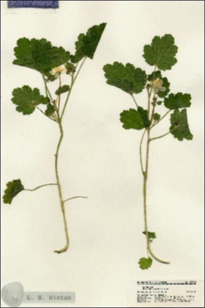 URN_catalog_HBHinton_herbarium_21715.jpg.jpg