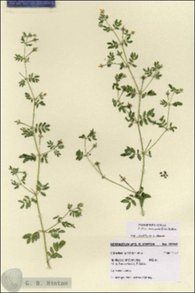 URN_catalog_HBHinton_herbarium_28790.jpg.jpg