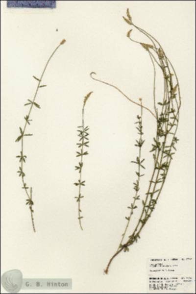 URN_catalog_HBHinton_herbarium_23742.jpg.jpg