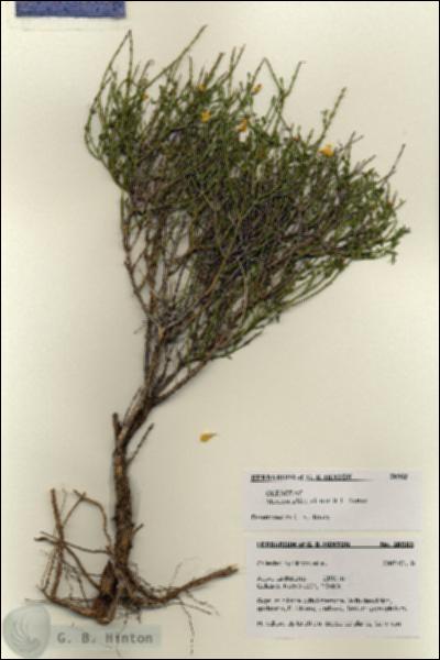 URN_catalog_HBHinton_herbarium_28583.jpg.jpg