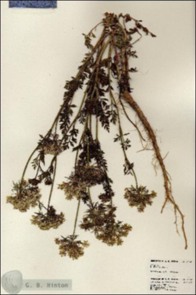 URN_catalog_HBHinton_herbarium_24146.jpg.jpg