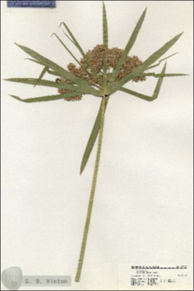 URN_catalog_HBHinton_herbarium_20917.jpg.jpg