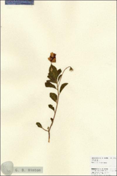 URN_catalog_HBHinton_herbarium_22291.jpg.jpg
