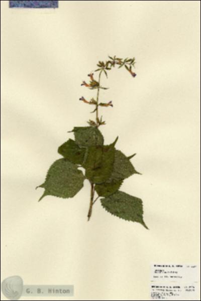 URN_catalog_HBHinton_herbarium_23294.jpg.jpg