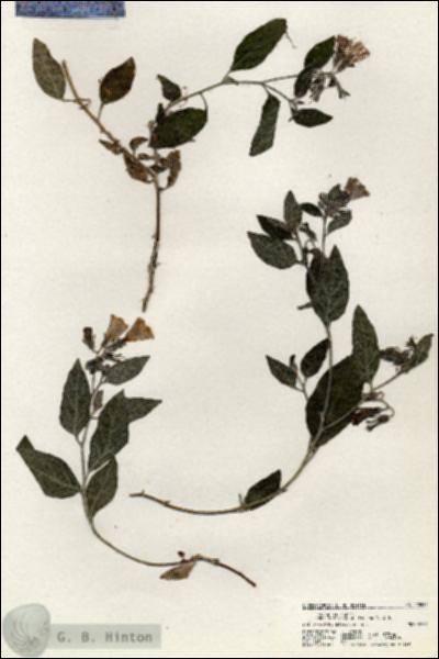 URN_catalog_HBHinton_herbarium_20525.jpg.jpg
