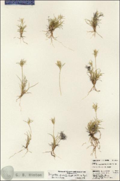 URN_catalog_HBHinton_herbarium_23007.jpg.jpg