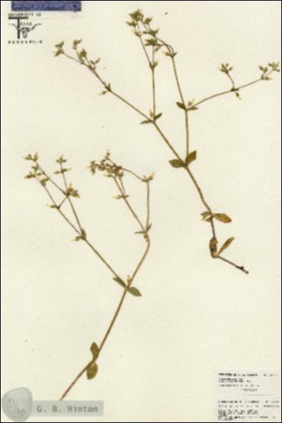 URN_catalog_HBHinton_herbarium_26183.jpg.jpg