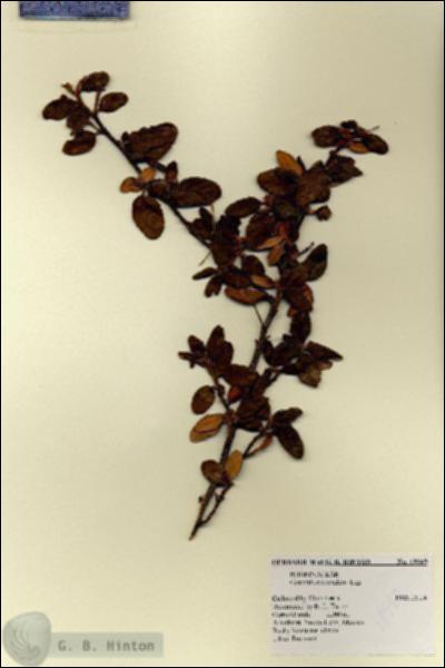 URN_catalog_HBHinton_herbarium_18949.jpg.jpg