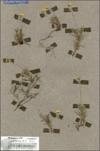 URN_catalog_HBHinton_herbarium_19606.jpg.jpg