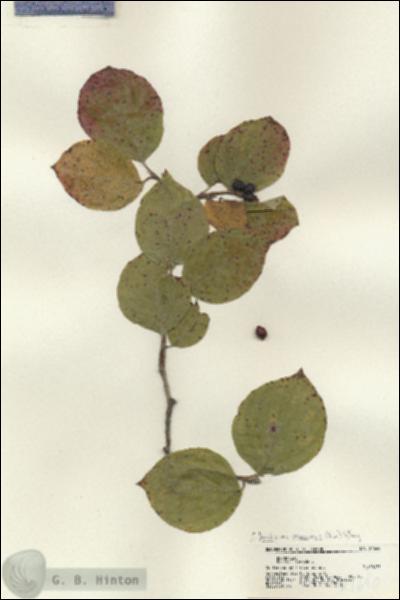 URN_catalog_HBHinton_herbarium_21640.jpg.jpg