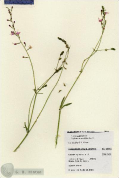 URN_catalog_HBHinton_herbarium_28464.jpg.jpg