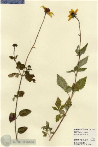 URN_catalog_HBHinton_herbarium_22385.jpg.jpg