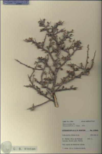 URN_catalog_HBHinton_herbarium_27841.jpg.jpg