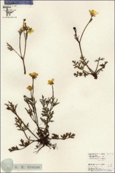 URN_catalog_HBHinton_herbarium_26532.jpg.jpg