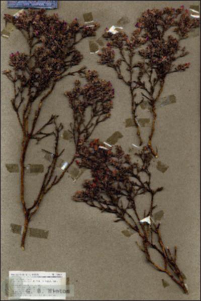 URN_catalog_HBHinton_herbarium_18961.jpg.jpg