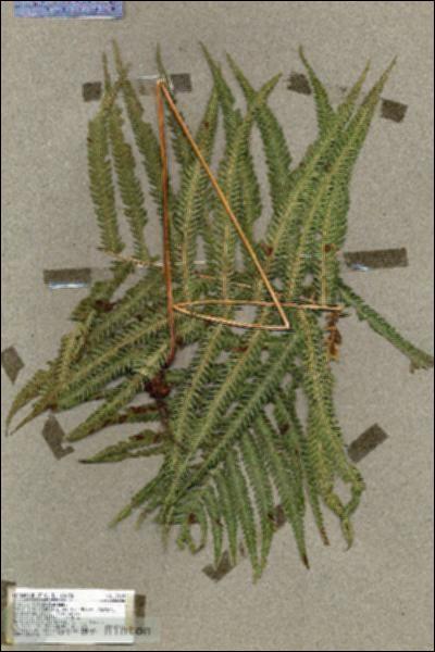 URN_catalog_HBHinton_herbarium_17509.jpg.jpg