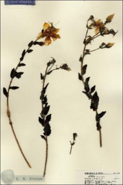 URN_catalog_HBHinton_herbarium_22569.jpg.jpg