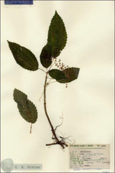 URN_catalog_HBHinton_herbarium_2371.jpg.jpg