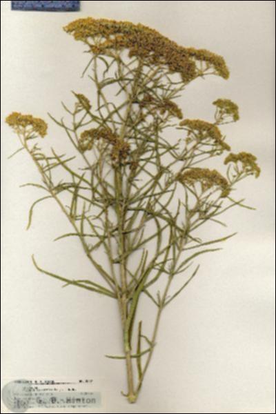 URN_catalog_HBHinton_herbarium_20471.jpg.jpg