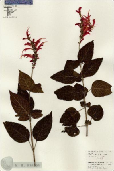 URN_catalog_HBHinton_herbarium_26380.jpg.jpg