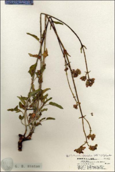 URN_catalog_HBHinton_herbarium_20417.jpg.jpg