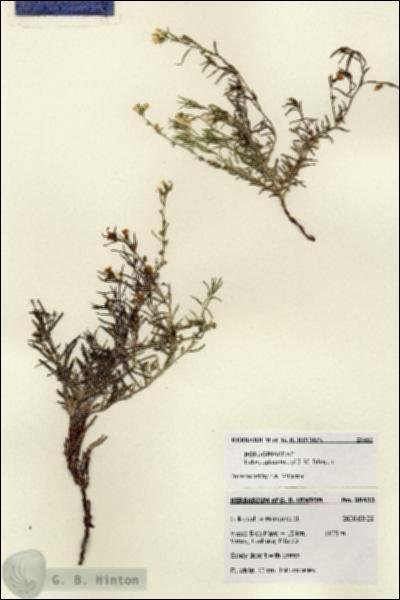 URN_catalog_HBHinton_herbarium_28432.jpg.jpg