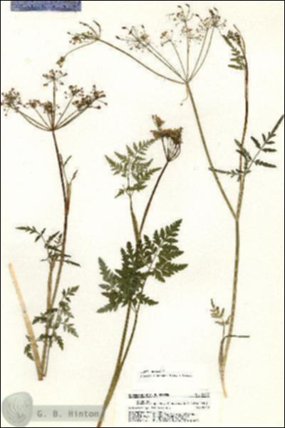 URN_catalog_HBHinton_herbarium_20287.jpg.jpg