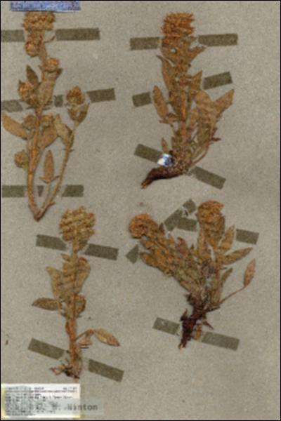 URN_catalog_HBHinton_herbarium_17119.jpg.jpg