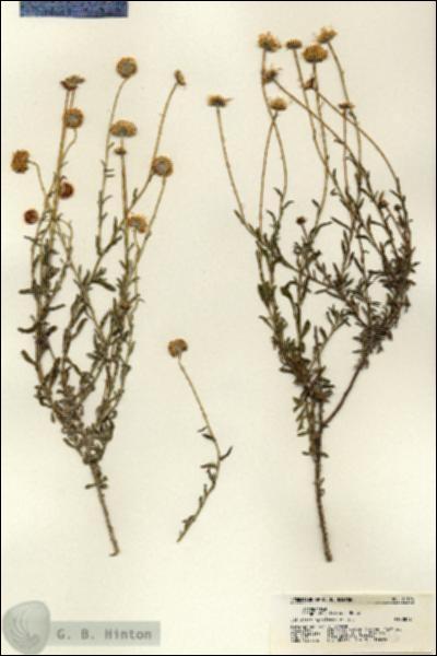 URN_catalog_HBHinton_herbarium_21196.jpg.jpg