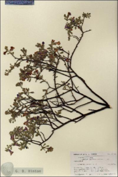 URN_catalog_HBHinton_herbarium_27149.jpg.jpg