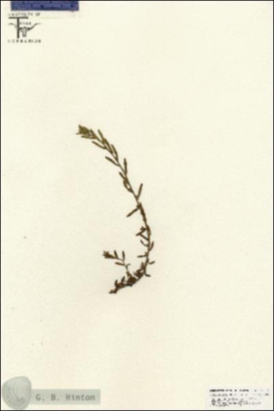 URN_catalog_HBHinton_herbarium_25817.jpg.jpg