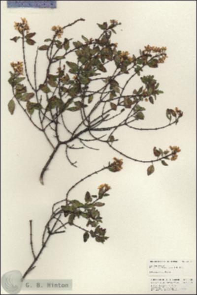 URN_catalog_HBHinton_herbarium_24884.jpg.jpg