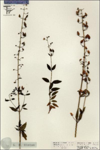 URN_catalog_HBHinton_herbarium_26272.jpg.jpg