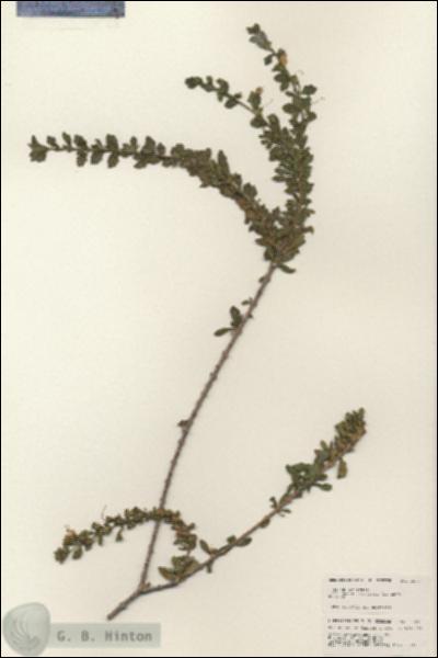 URN_catalog_HBHinton_herbarium_25690.jpg.jpg