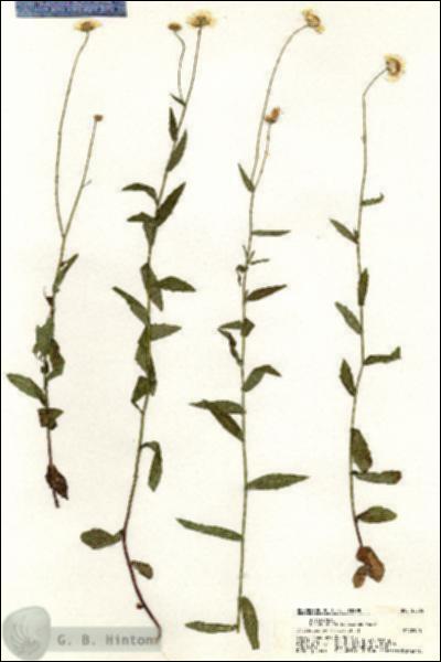 URN_catalog_HBHinton_herbarium_20555.jpg.jpg