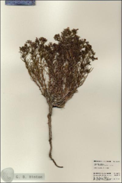 URN_catalog_HBHinton_herbarium_23340.jpg.jpg