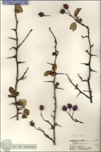 URN_catalog_HBHinton_herbarium_22522.jpg.jpg