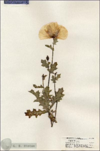 URN_catalog_HBHinton_herbarium_20768.jpg.jpg