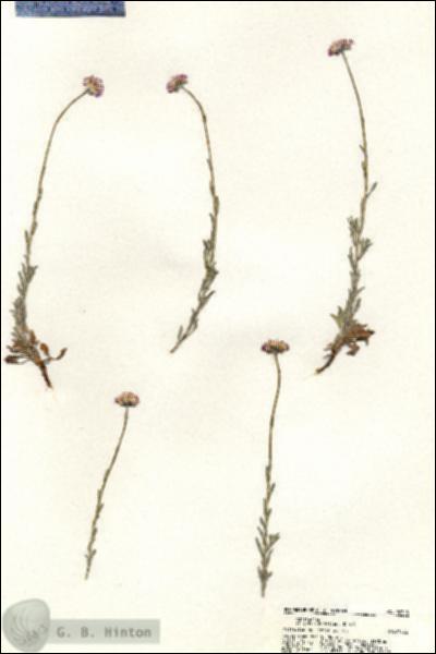 URN_catalog_HBHinton_herbarium_20315.jpg.jpg