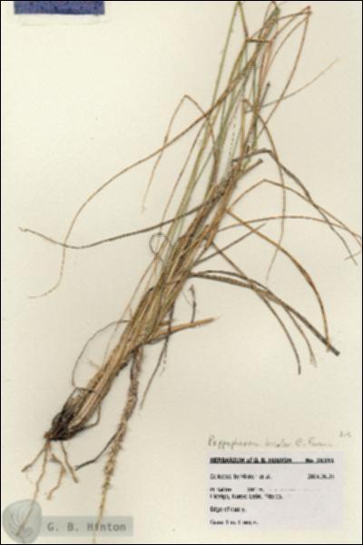 URN_catalog_HBHinton_herbarium_28251.jpg.jpg