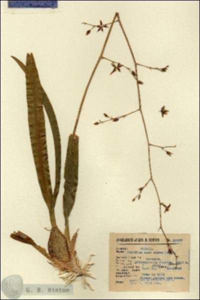 URN_catalog_HBHinton_herbarium_13377.jpg.jpg
