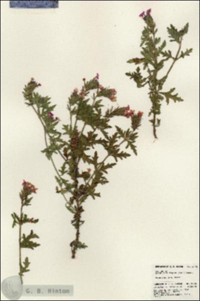 URN_catalog_HBHinton_herbarium_24402.jpg.jpg
