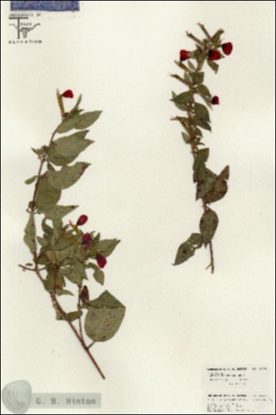 URN_catalog_HBHinton_herbarium_26339.jpg.jpg