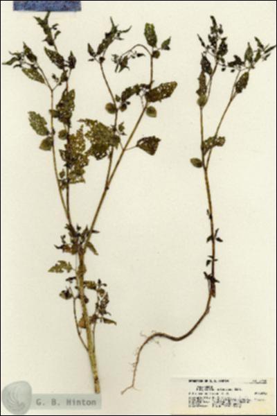 URN_catalog_HBHinton_herbarium_21440.jpg.jpg