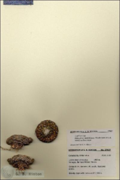 URN_catalog_HBHinton_herbarium_27827.jpg.jpg