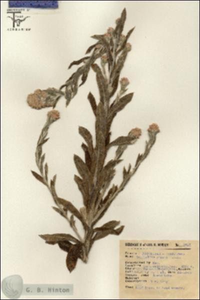 URN_catalog_HBHinton_herbarium_2427.jpg.jpg