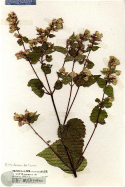 URN_catalog_HBHinton_herbarium_20031.jpg.jpg
